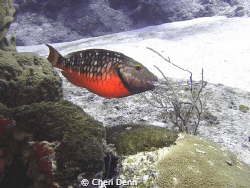 Spotlight Parrot fish are so colorful with their yellow e... by Cheri Denn 